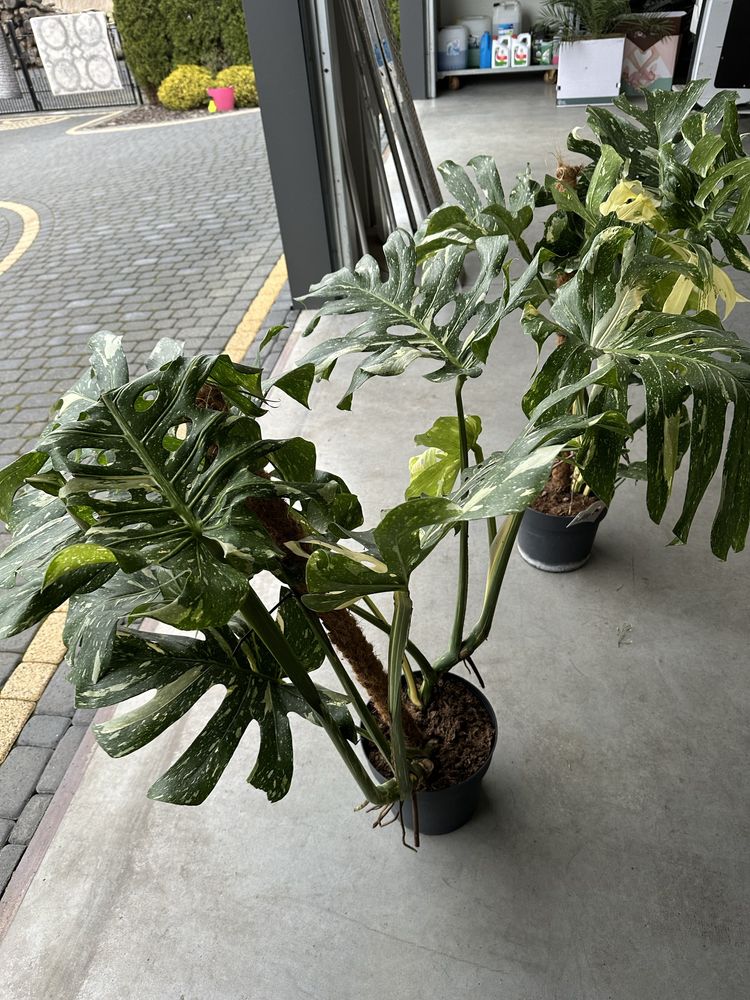 Monstera Thai Constelation