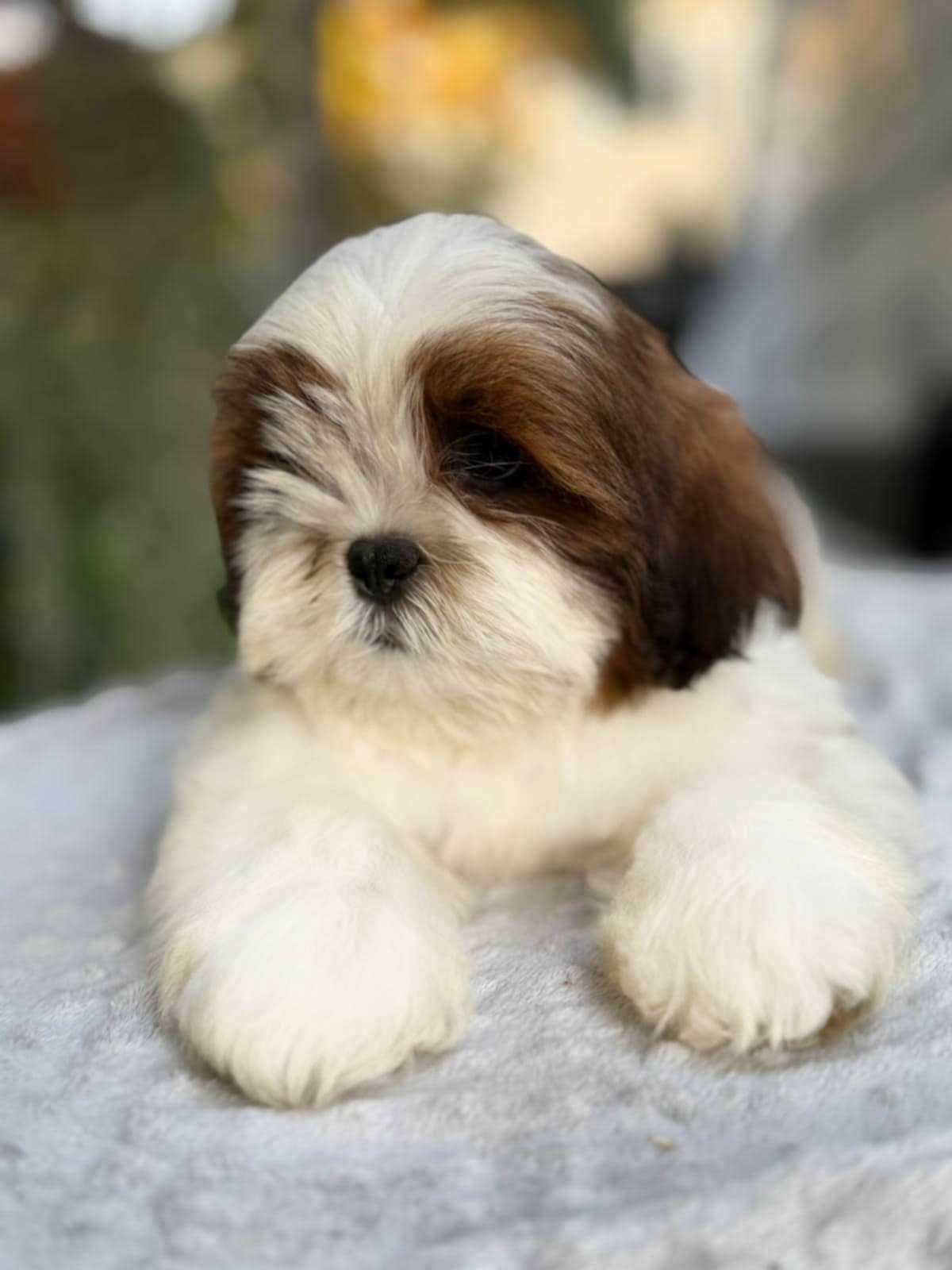 Shih Tzu piesek! GoToWy DO ODbIORU!