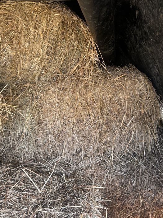 Продаж лугового сіна.