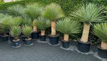 Yucca Rostrata 210cm