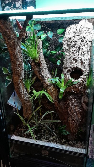Terrarium 45x45x80 bioaktywne gekon uszaty orzęsiony