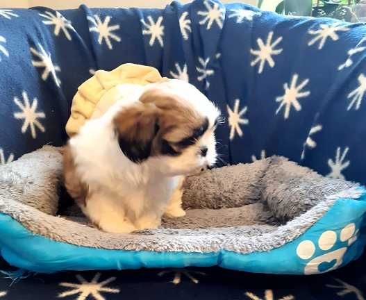 Przepiękna suczka shih tzu -Dixi z wielop. rodowodem-gotowa do odbioru