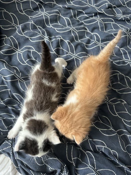 Кошеня безкоштовно