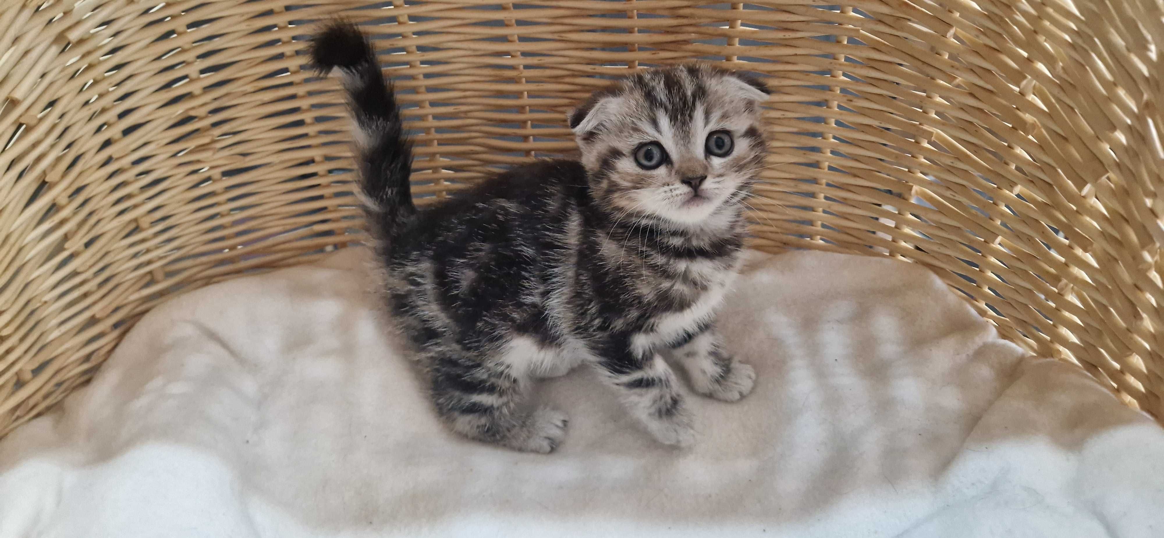Kotka Szkocka zwisłoucha Silver Tabby