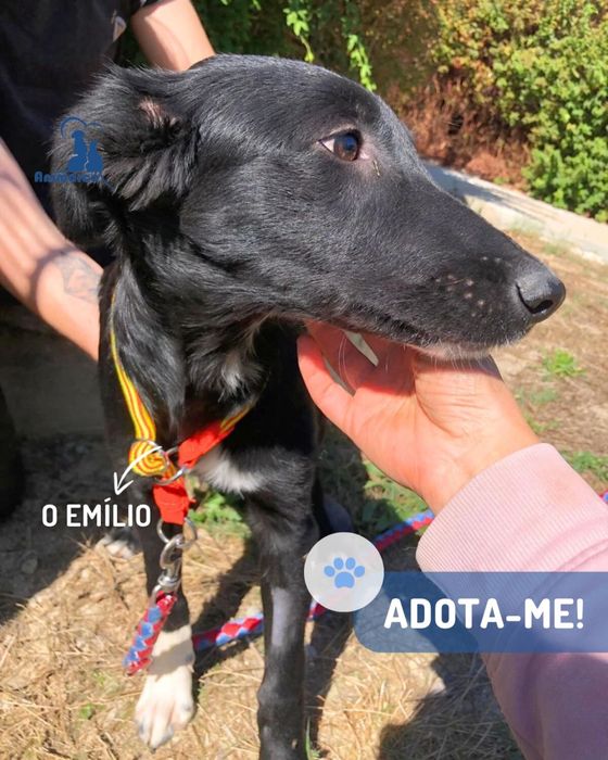 Emilio - cao jovem ficara porte medio- grande