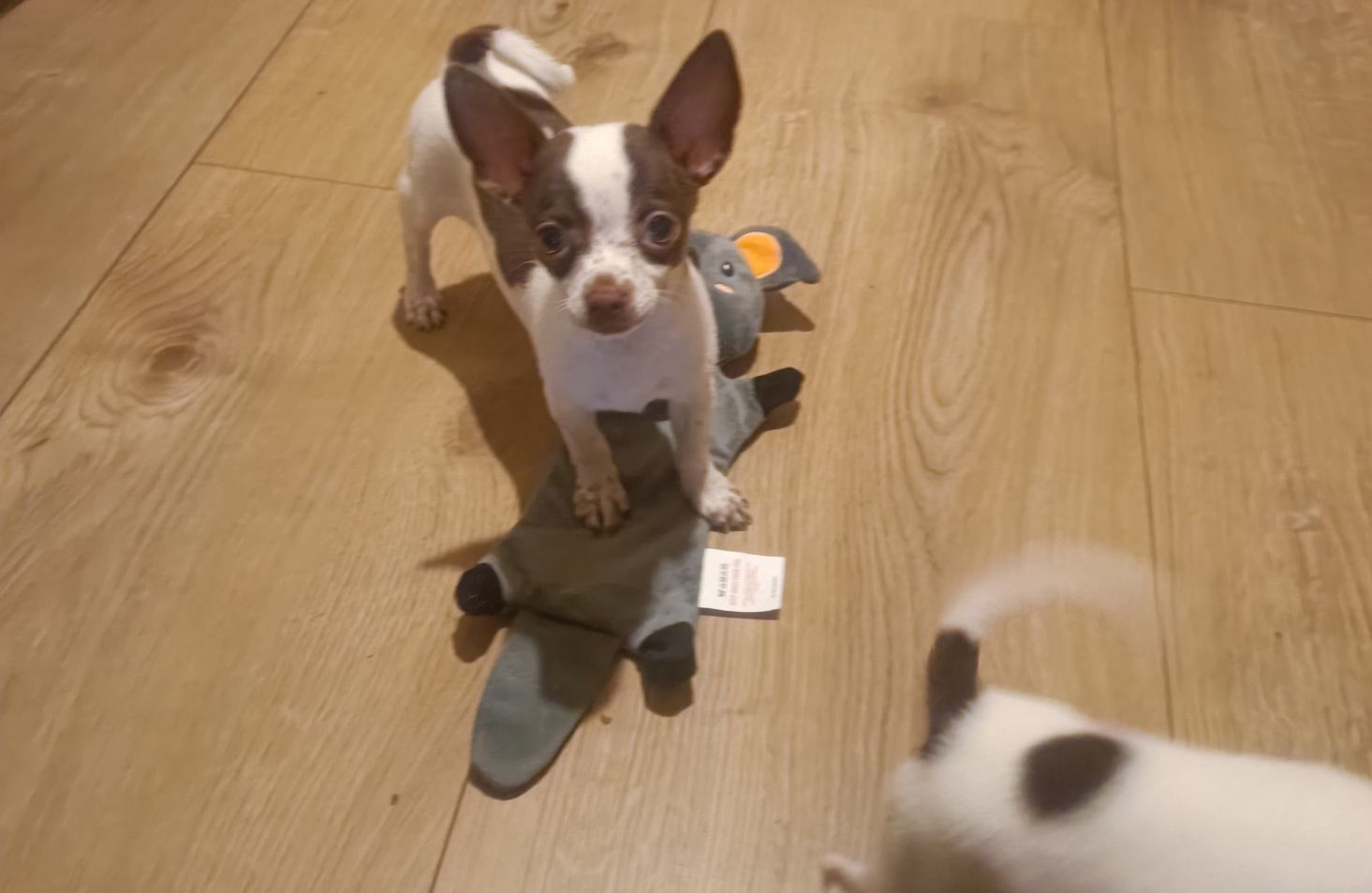 Szczeniaki chihuahua