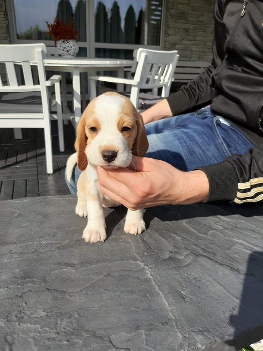 Beagle  szczeniak piesek FCI Zkwp badania genetyczne