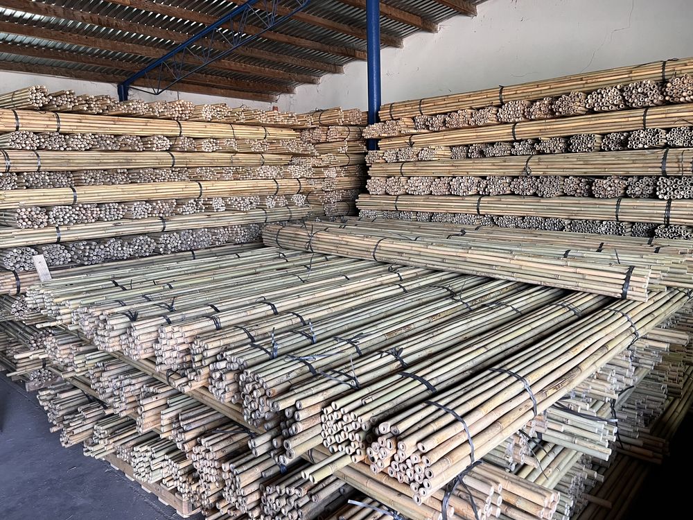 Tyczka bambusowa sadownicza 295cm 26/28 bambus sadowniczy
