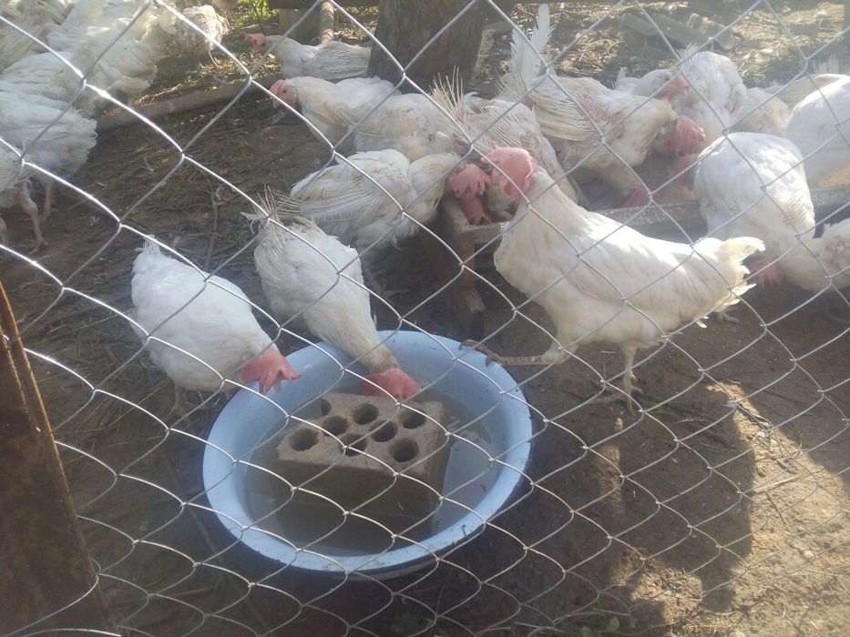 Кура, курка, кури 90  грн