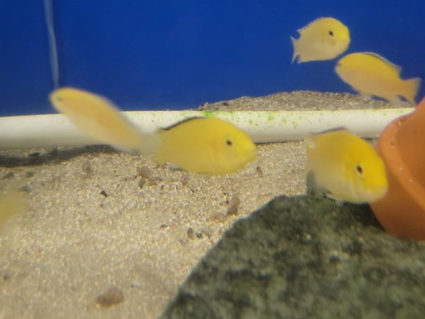 Pyszczaki Malawi Labidochromis Caeruleus Kakusa Yellow