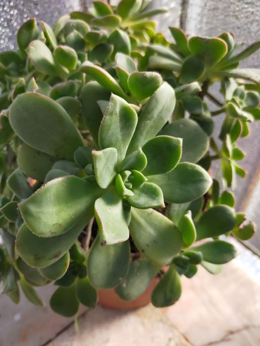 Suculenta - Aeonium haworthii