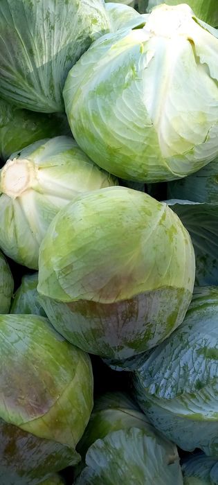 Капуста  Агресор