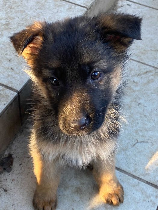 owczarek niemiecki suczka