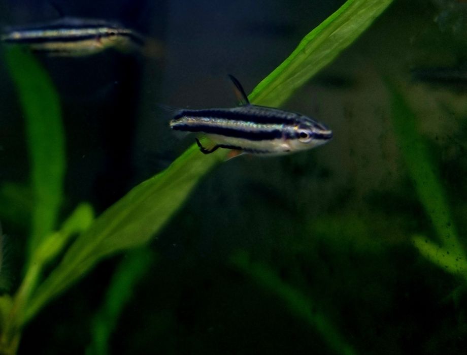 Drobnoustek marginatus/drobnoustek obrzeżony