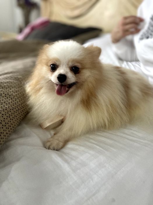 Померанські шпіци — 2 пухнастих принца шукають новий дім