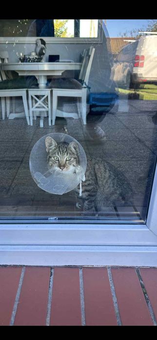 Kotki szukają dobrego domu