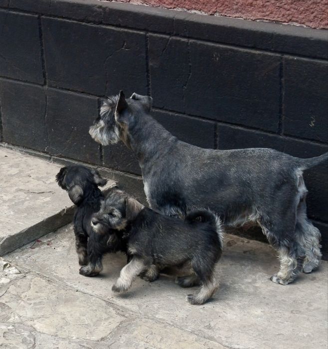 Продам собачки цвергшнауцер