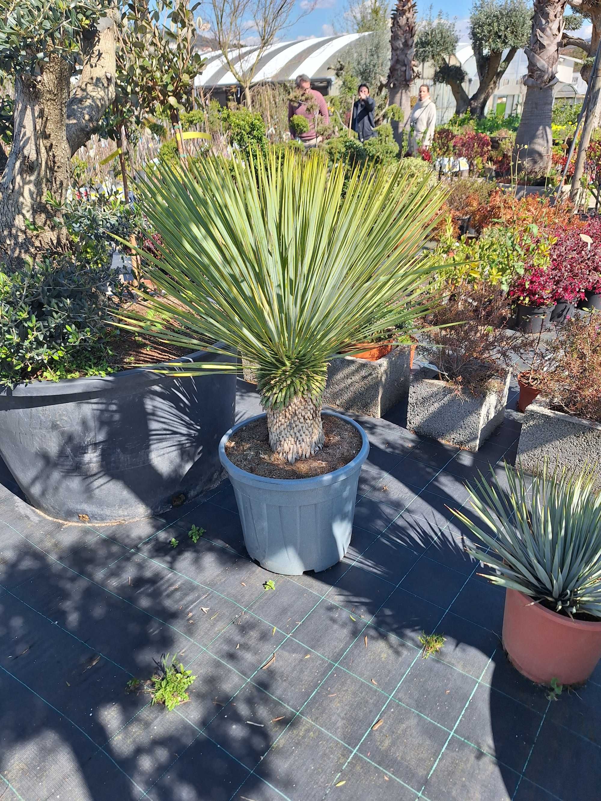 Planta Yucca rostrata