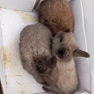 Декоративні кролики