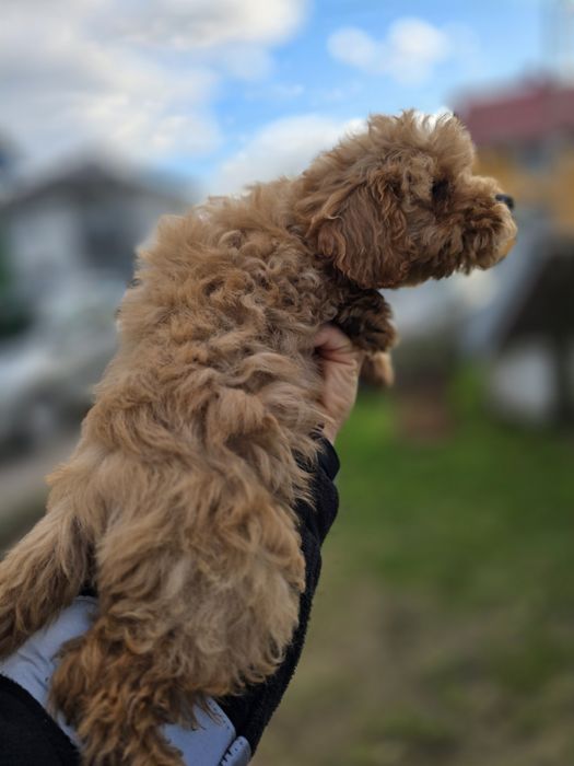 Goldendoodle f1b mini odchowany