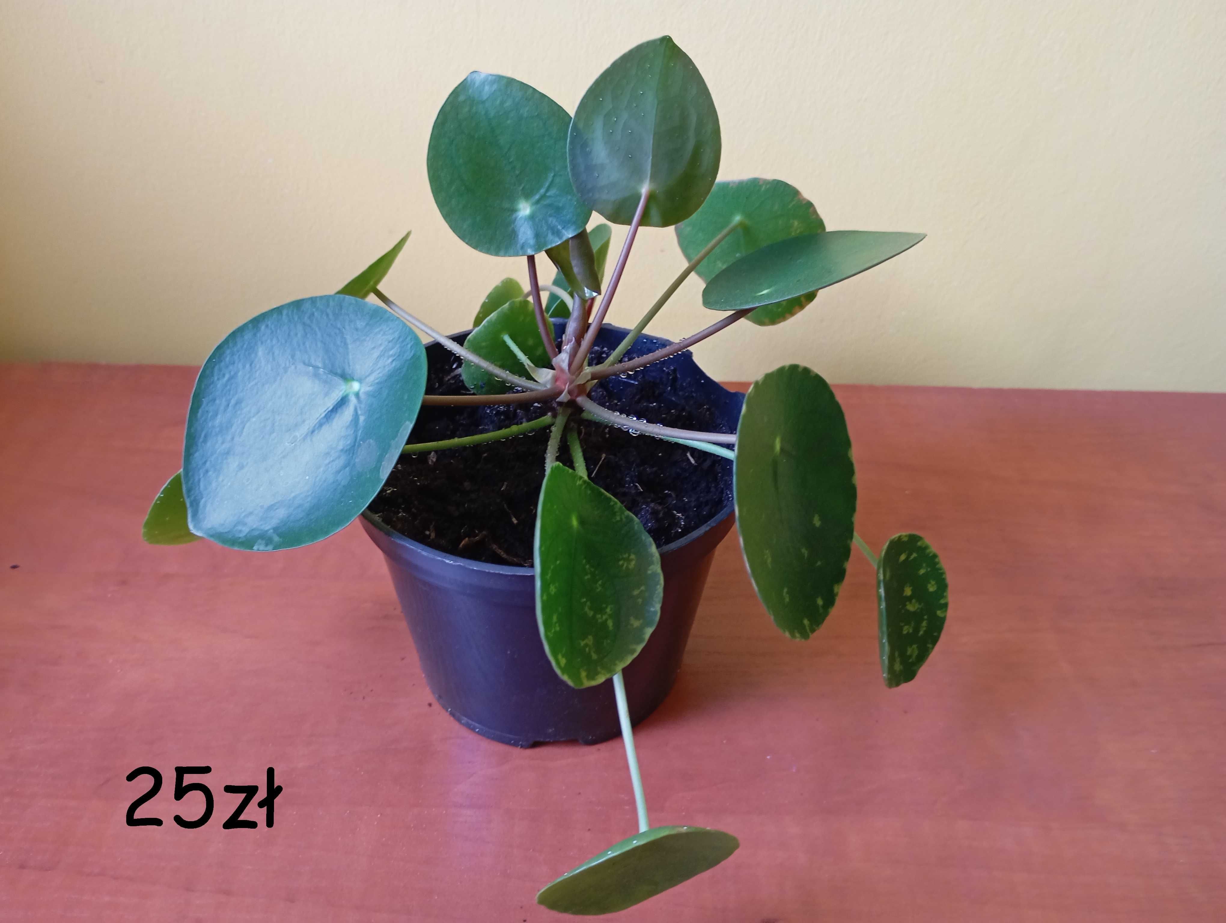 Pilea-pieniążek, kwiaty doniczkowe