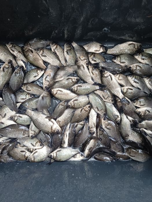 KARAŚ narybek srebrny japoniec zarybieniowy