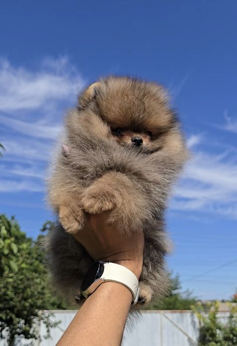 Дивовижний красунчик. Супер міні.