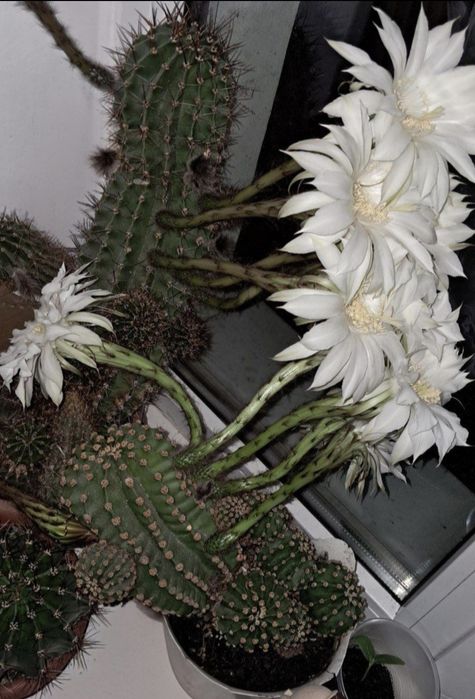 Продам кактуси ( дітки )