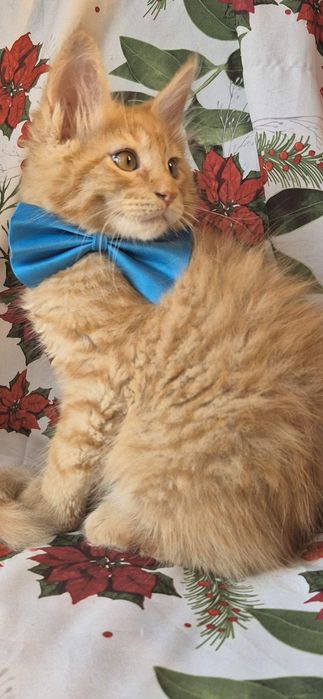 REZERWACJA  Świąteczny słodziak Dorian