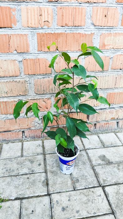 Фікуси Бенджаміну, дорослі, сортові.