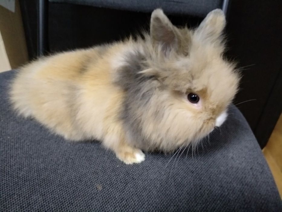 Львиноголовые кролики-настоящий маленький лев