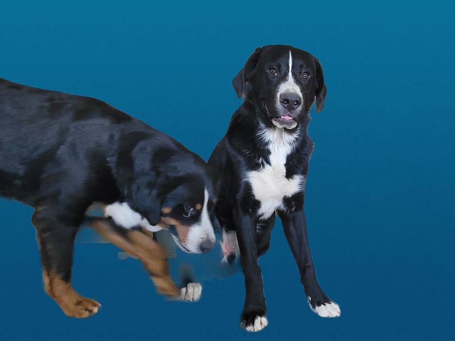 Мальчик  метис двух пород