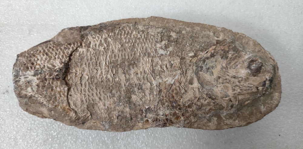 Pedra com fóssil de peixe