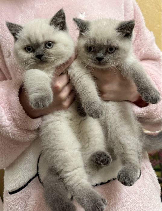 Британські котики