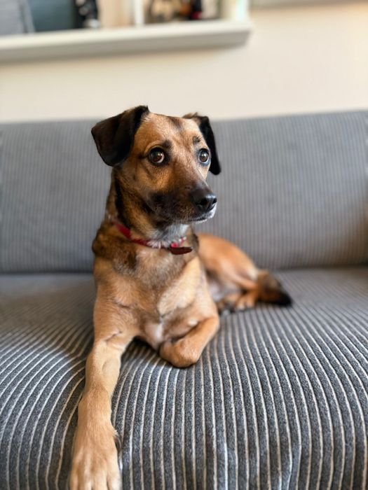 Cudowna Leti szuka domku