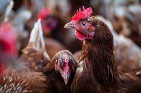 Kury NIOSKI Rosa Messa Tetra Lohmann Sendi Leghorn ! Zapraszam !