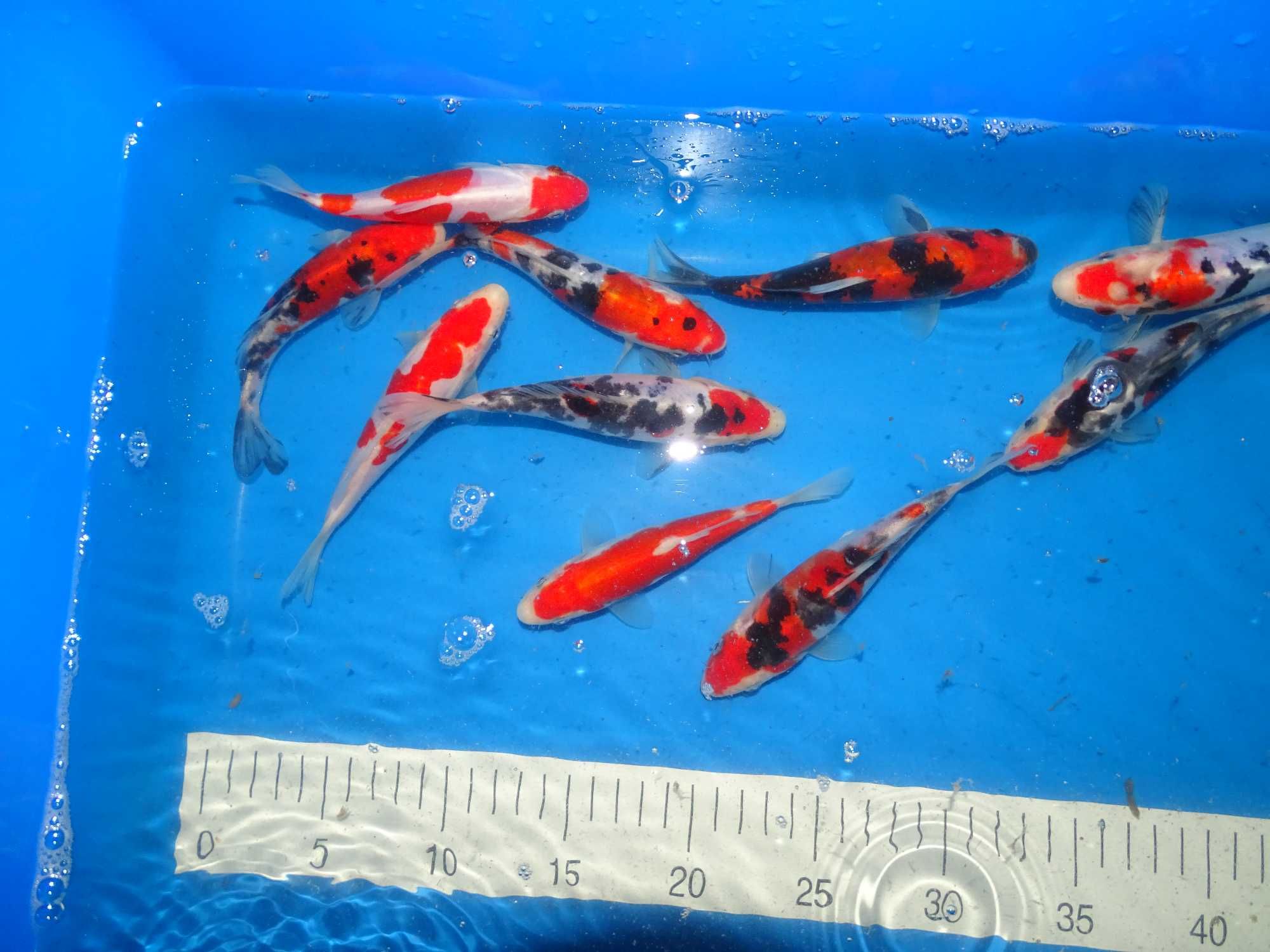 Japońskie Karpie Koi -Rybki do oczka Karpie Koi 8-56cm