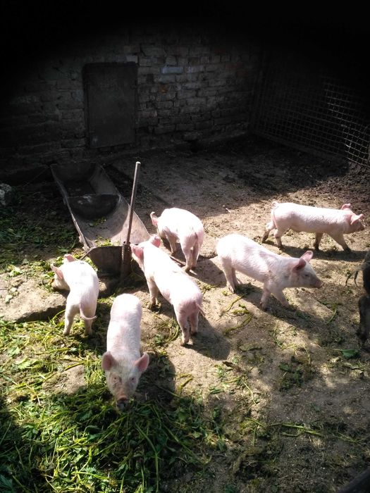 Продам проросята порода Біла велика