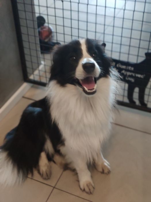 Border collie Zkwp - Wrocław zapowiedz miotu