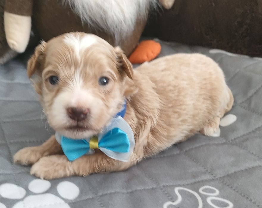 Prześliczny piesek Maltipoo f1