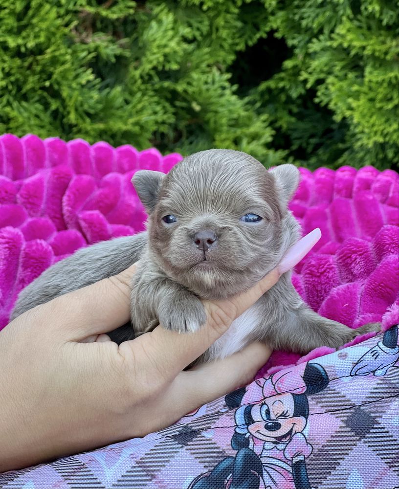 ***Chihuahua cudowny liliowy chłopczyk***