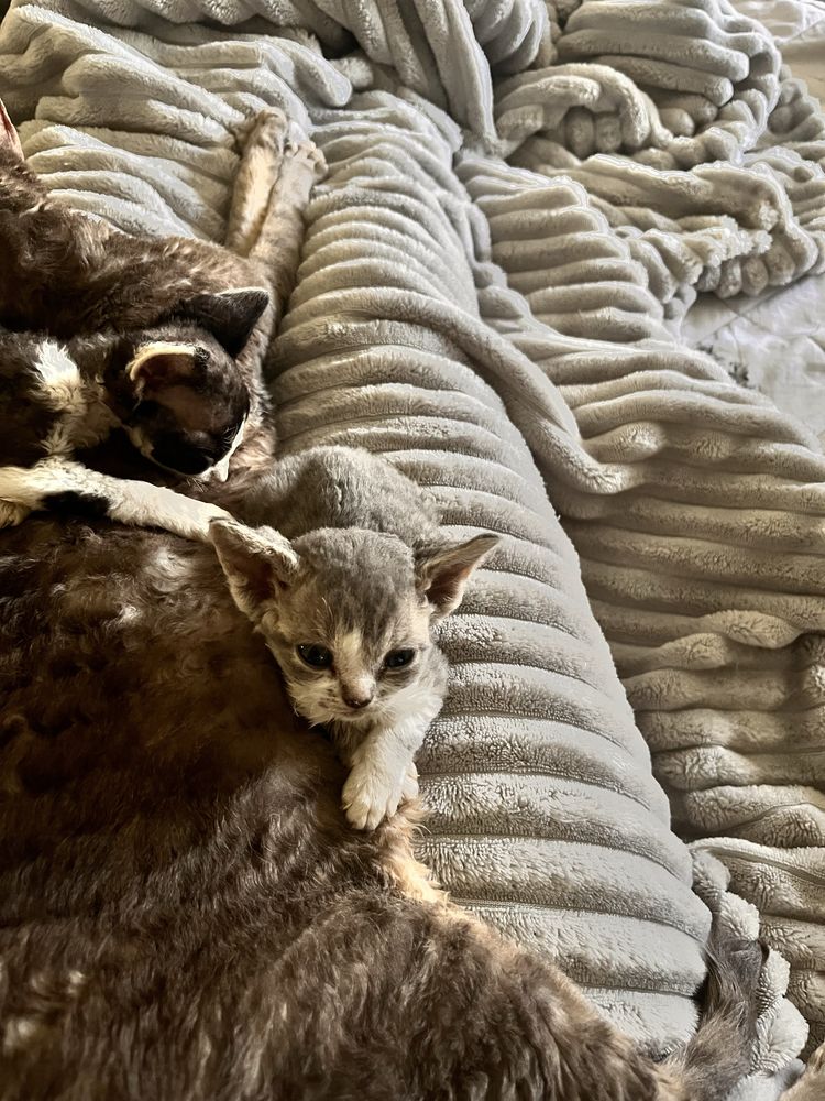Prześmieszna kotka Devon Rex