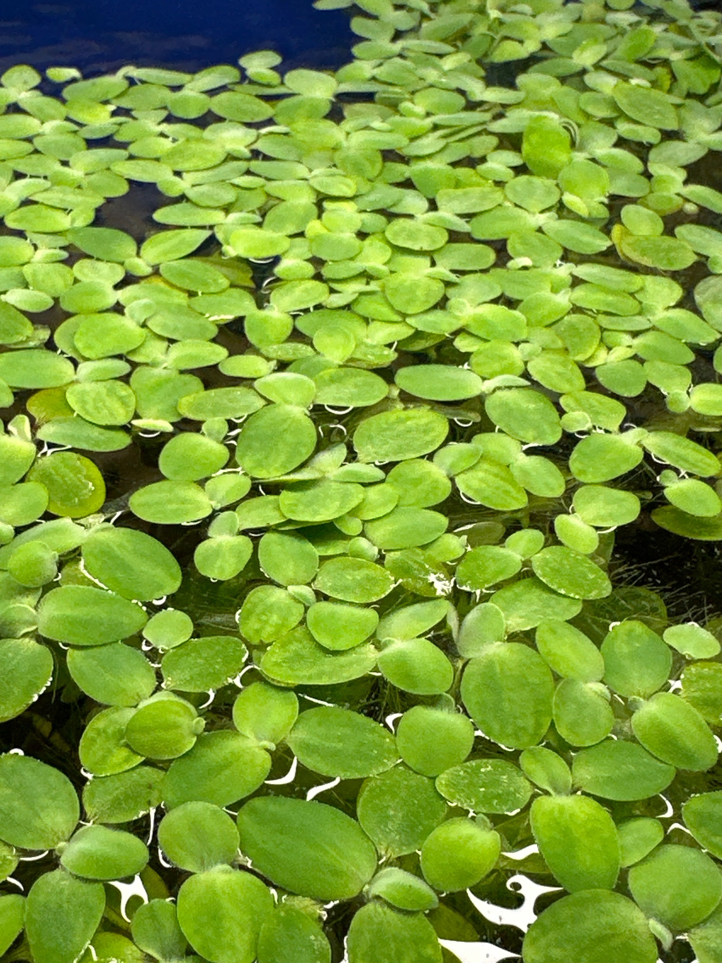 Водорості плаваючі акваріумні на поверхні Пістія капуста водяний салат
