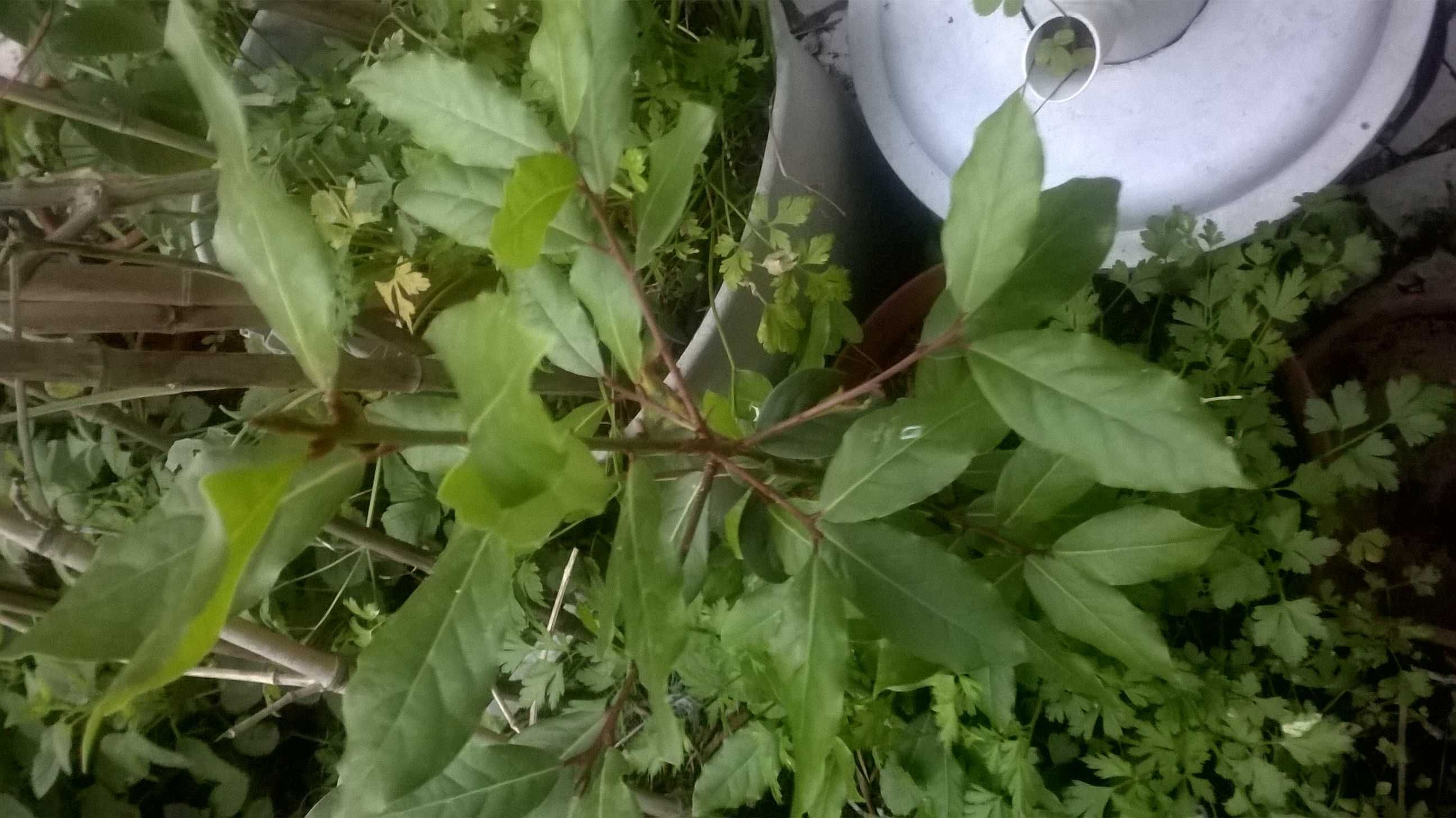 verde louro saude e cozinha