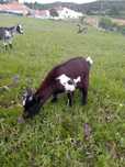Cabras ana macho