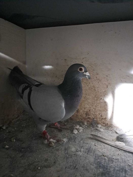 Sprzedam golebie pocztowe SAMCE