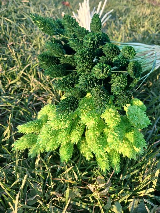 Сухоцвіт фалярис натуральний або фарбований