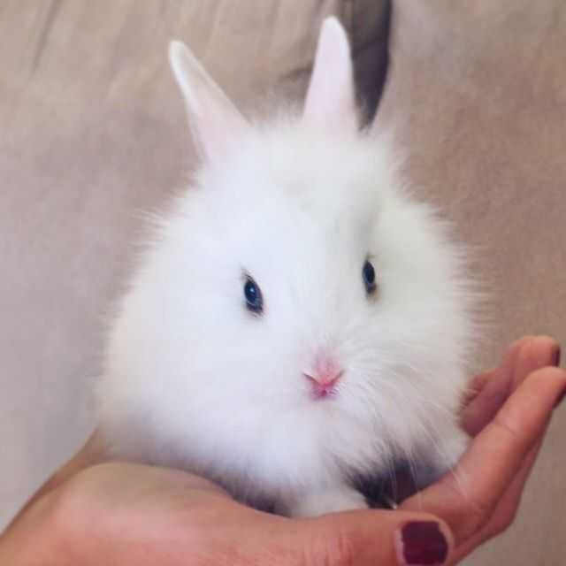 Coelhos anões, heddy, Angorá, hôland, KIT completo