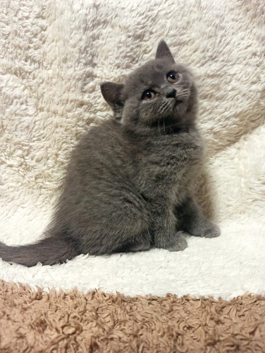 Gatinha Scottish Straight