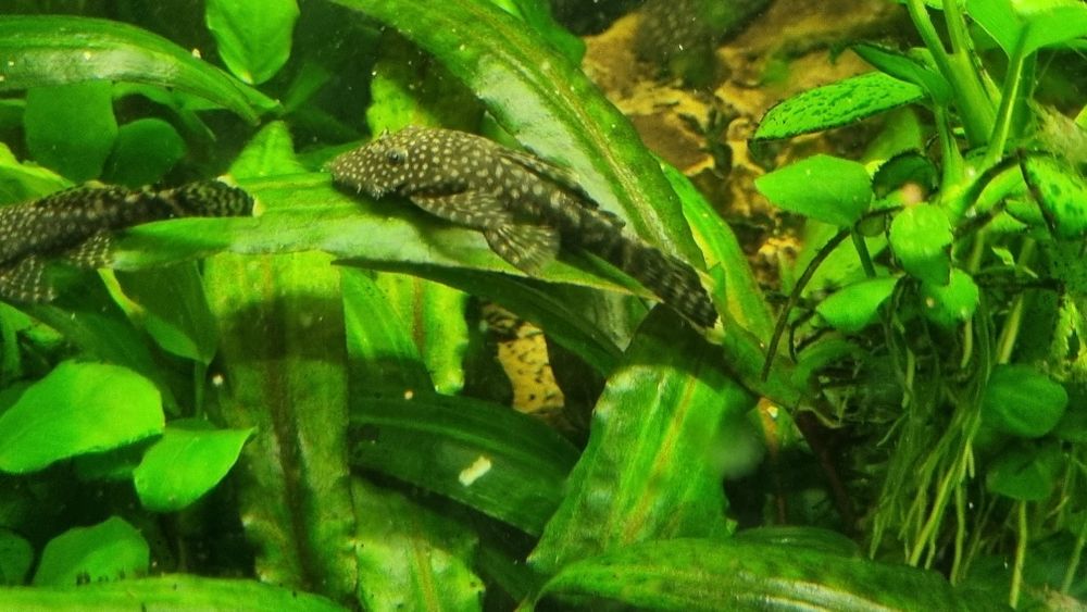 Glonojady 2-3 cm